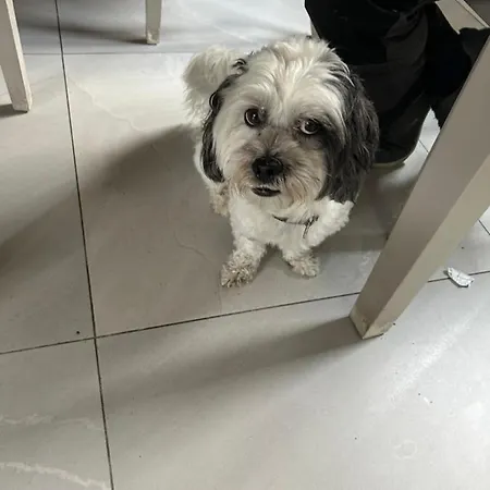 1 Luxurious In Family キラーニー